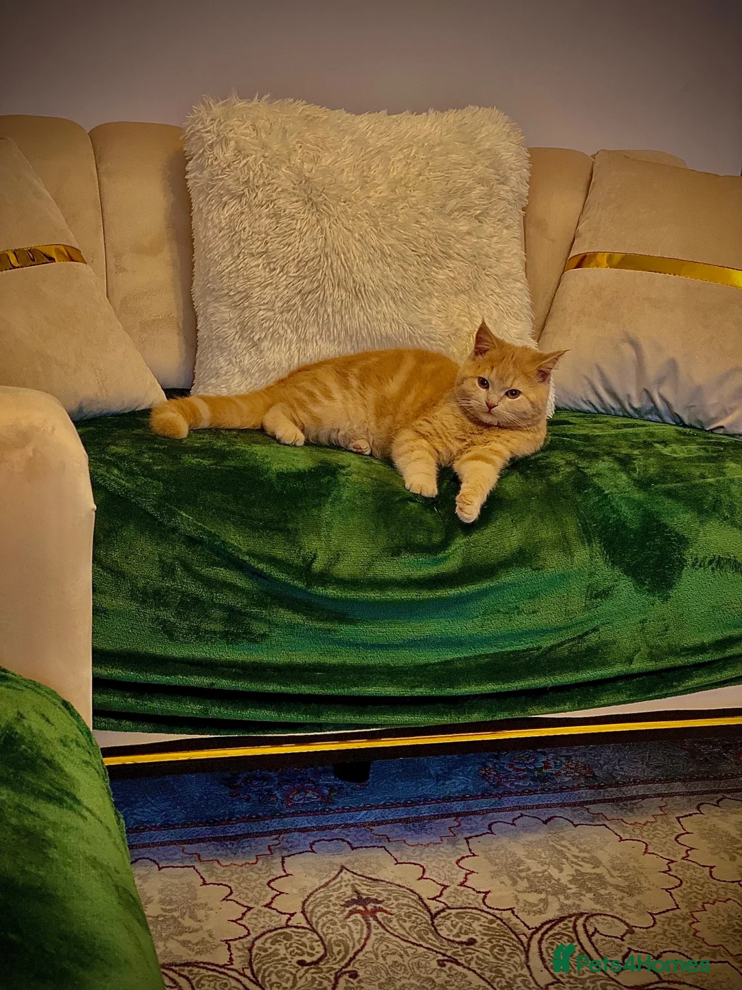 British Shorthair cats for sale: British short hair cat - Advert 2