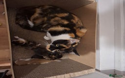 Mixed Breed cats for sale: Beautiful kittens - Advert 7