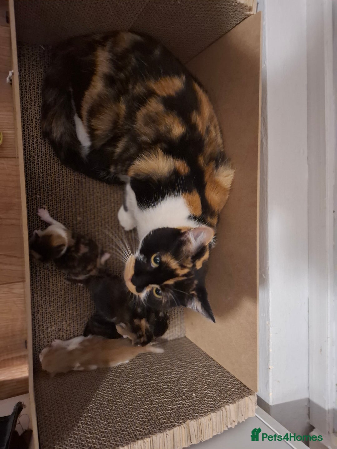 Mixed Breed cats for sale: Beautiful kittens - Advert 7