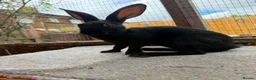 Belgian Hares rabbits for sale: Baby hares looking for new postcodes - Advert 4