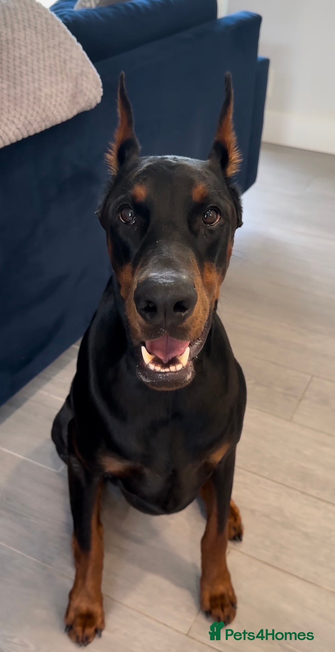 Mixed Breed dogs for sale: Doberman mixed breed male 3 months - Advert 2