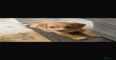 Bocker dogs - Advert 12