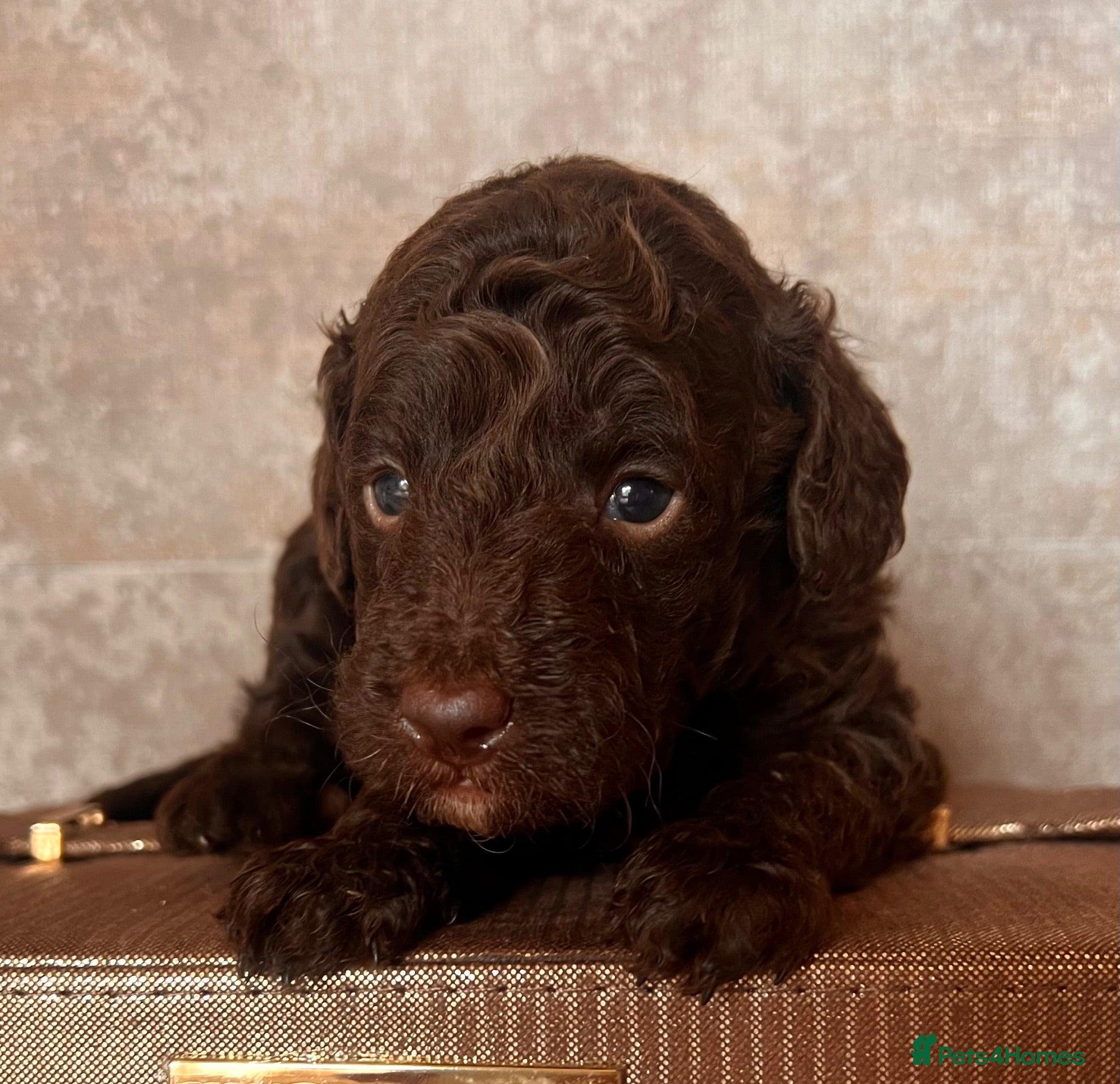 Miniature Poodle dogs 🤎 BEAUTIFUL CHOCOLATE MINIATURE POODLE BOYS 🤎 - Advert 12