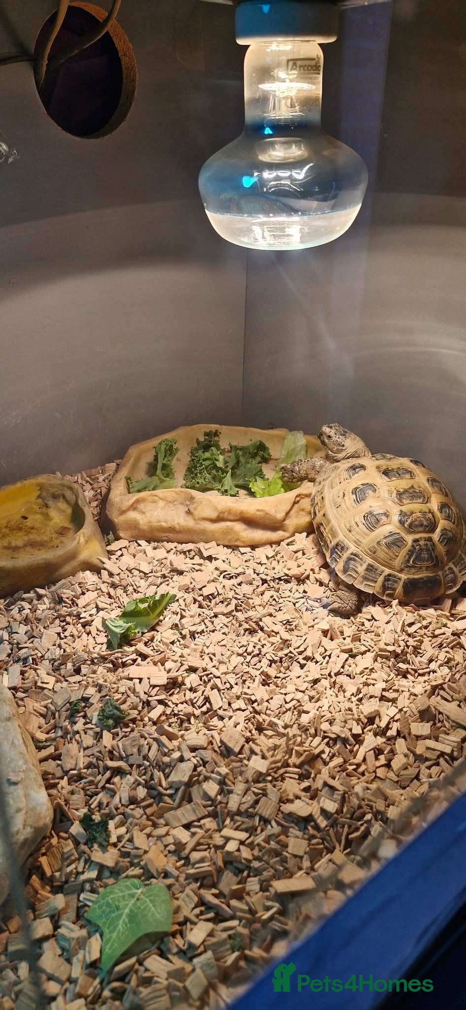 Hermann Tortoise reptiles Herman tortoises  - Advert 1