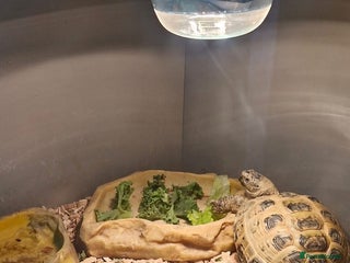 Hermann Tortoise reptiles Herman tortoises - Advert 1