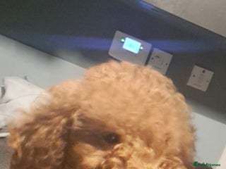 Cockapoo dogs - Advert 10