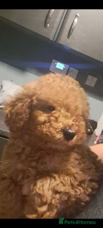 Cockapoo dogs - Advert 1