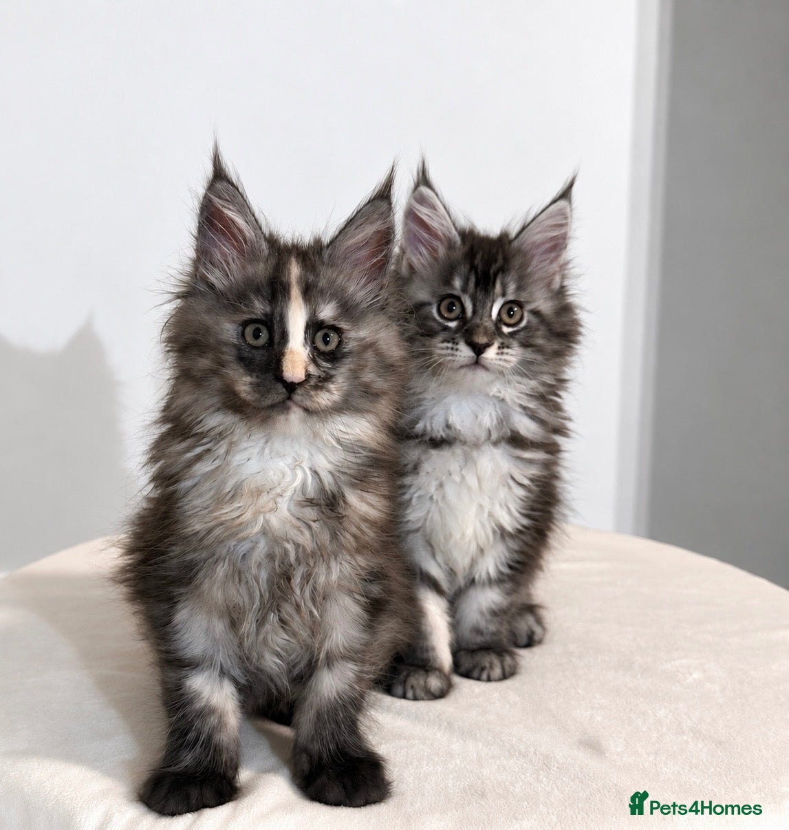 Maine Coon cats Beautiful Maine coon kittens  - Advert 12