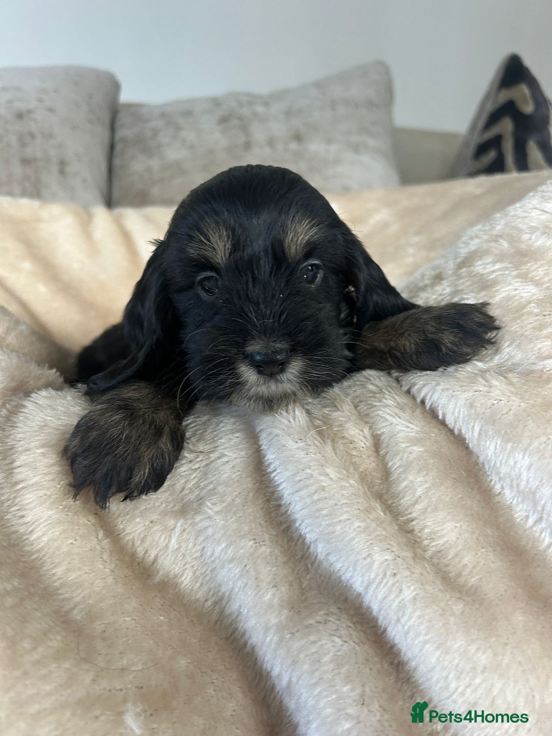 Cockapoo dogs for sale: Adorable F1 cockapoo puppies  - Image 29