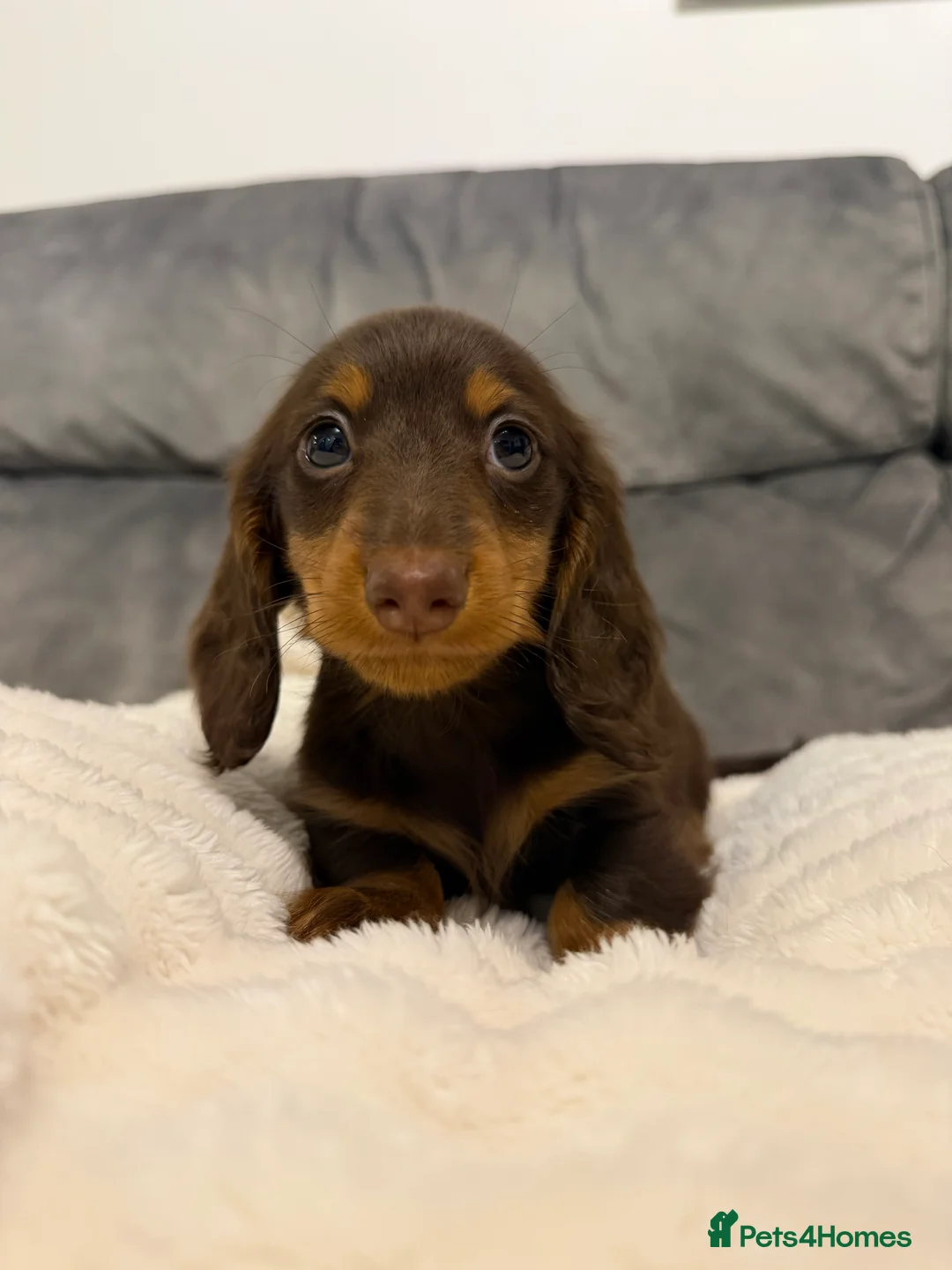 Miniature Dachshund dogs for sale: 1 male miniature longhaired left ready tomorrow  - Advert 1