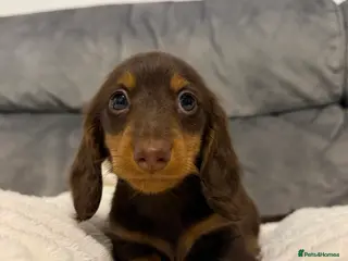 Miniature Dachshund dogs 1 male miniature longhaired left ready tomorrow - Advert 1