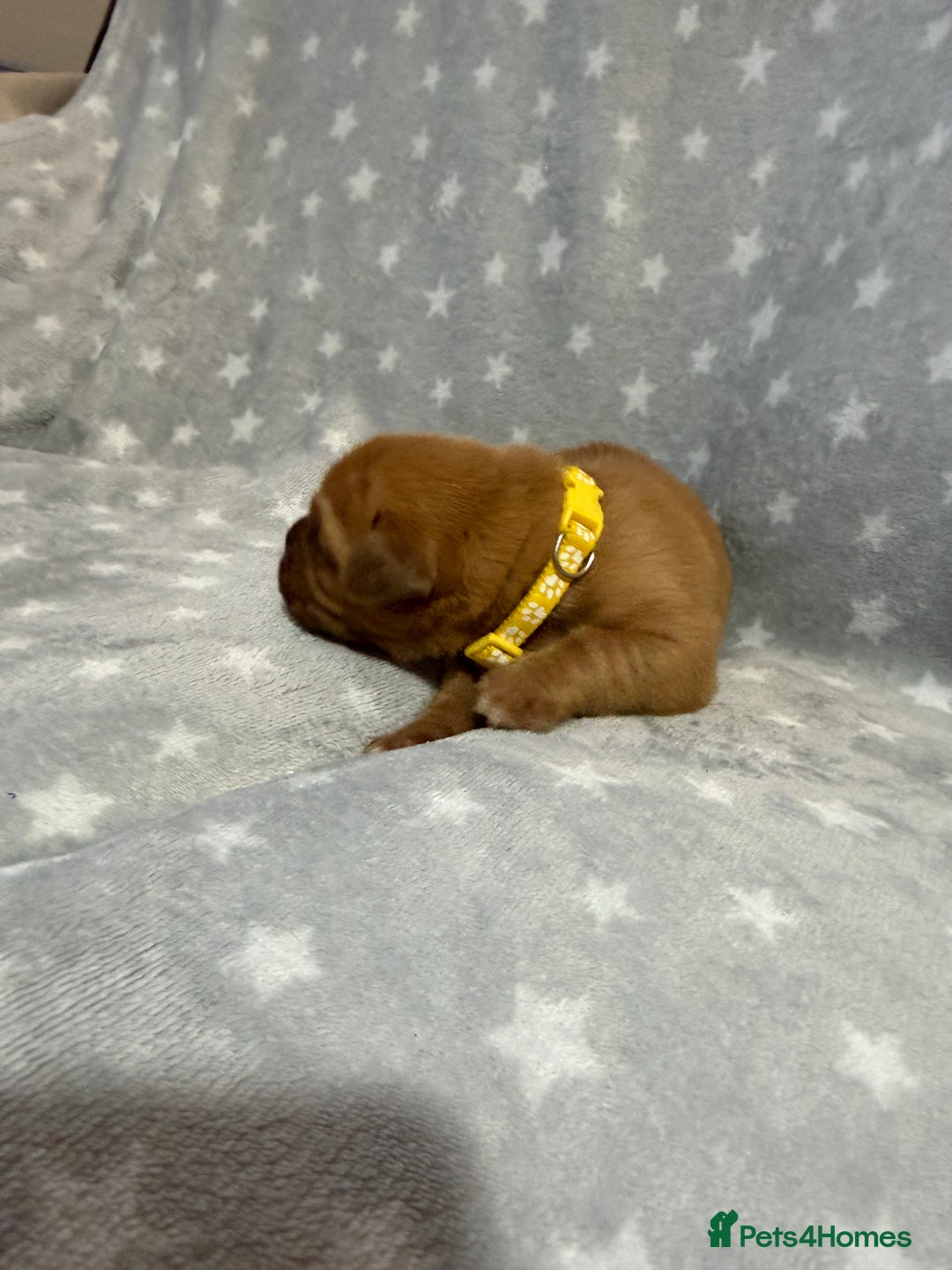 Dogue De Bordeaux dogs for sale: Beautiful Dogue De Bordeaux Puppies - Advert 8