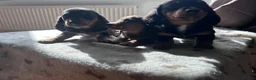 Miniature Dachshund dogs for sale: *** 3 beautiful mini dachshunds ** - Advert 33