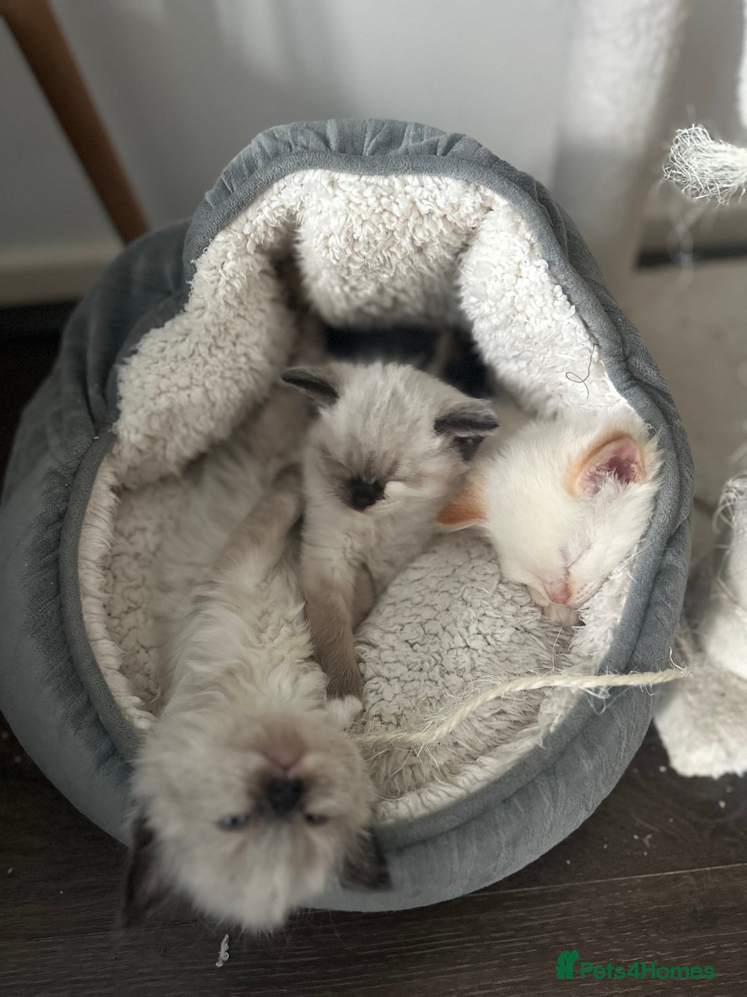 Ragdoll cats for stud: Male (Ragdoll Stud)🐱 in Wednesbury - Advert 8