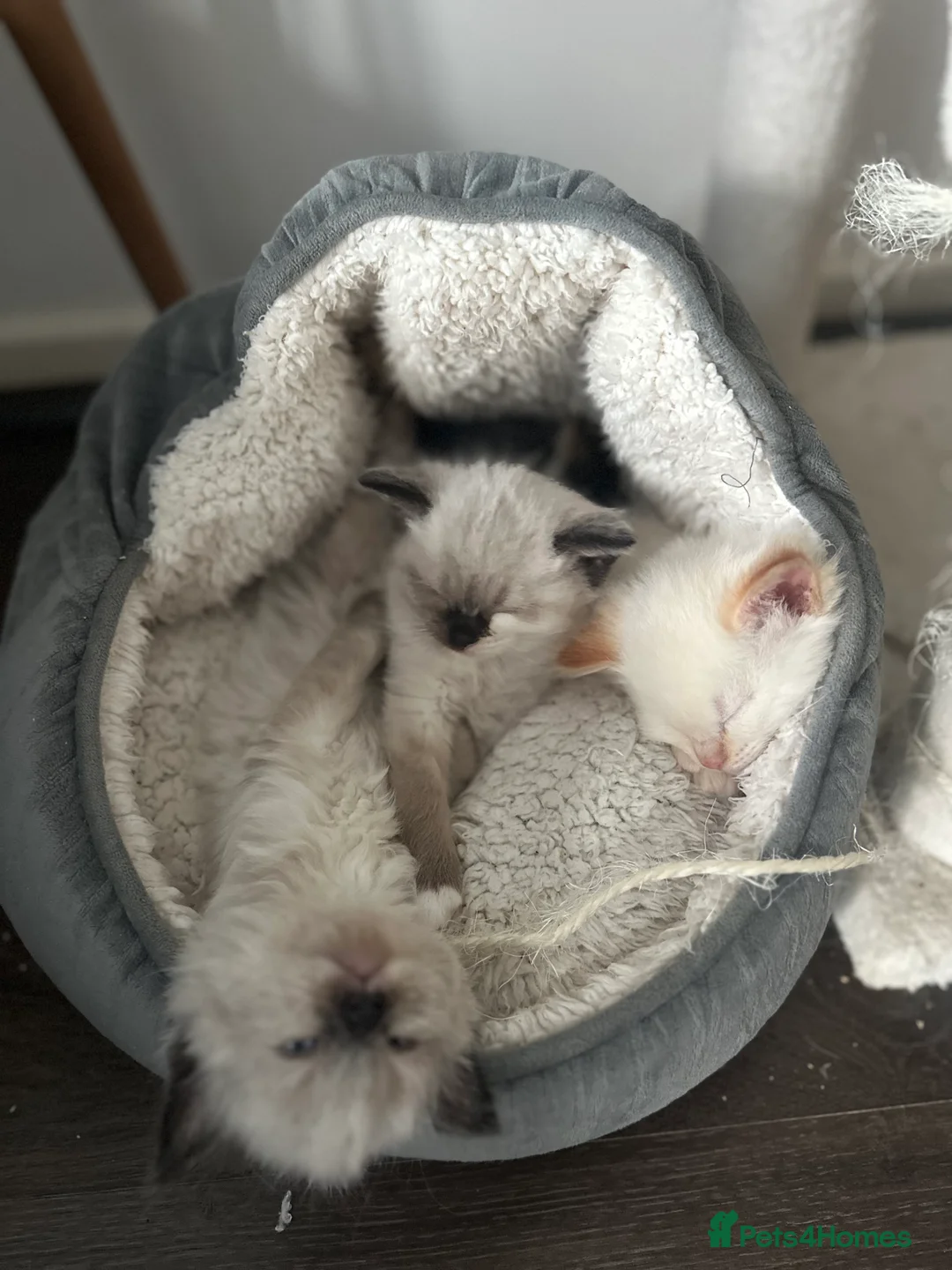 Ragdoll cats for stud: Male (Ragdoll Stud)🐱 in Wednesbury - Advert 8