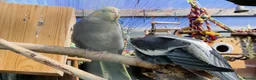 Cockatiels birds for sale: 5 cockatiels 8.5 weeks old  - Advert 23