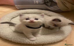 Ragdoll cats for sale: GCCF Seal point and bi colour Ragdoll Kittens - Image 27