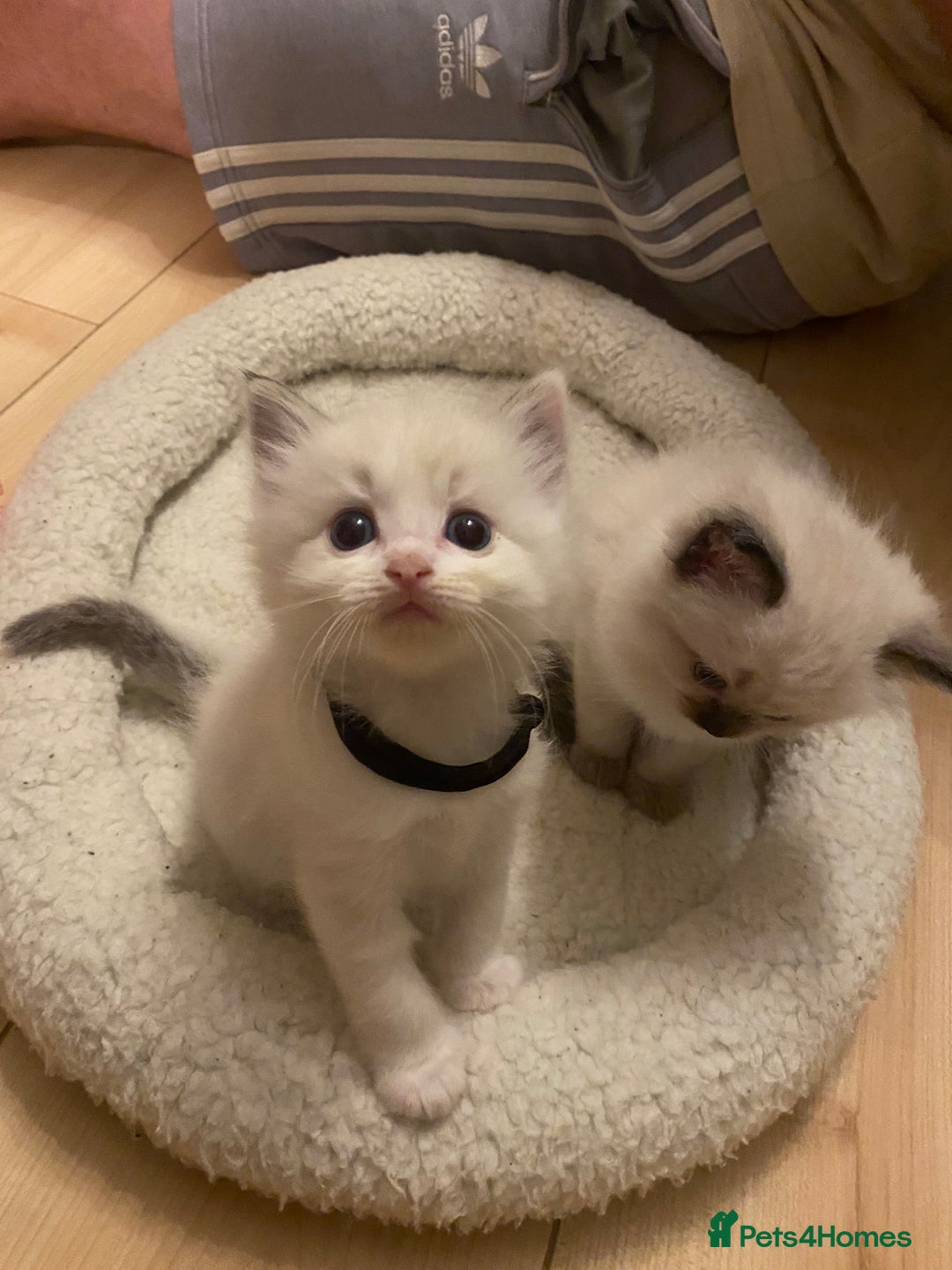 Ragdoll cats for sale: GCCF Seal point and bi colour Ragdoll Kittens - Image 27