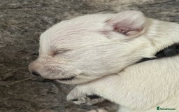 Miniature Schnauzer dogs for sale: 5*KC MINIATURE SCHNAUZER PUPPIES  - Image 4