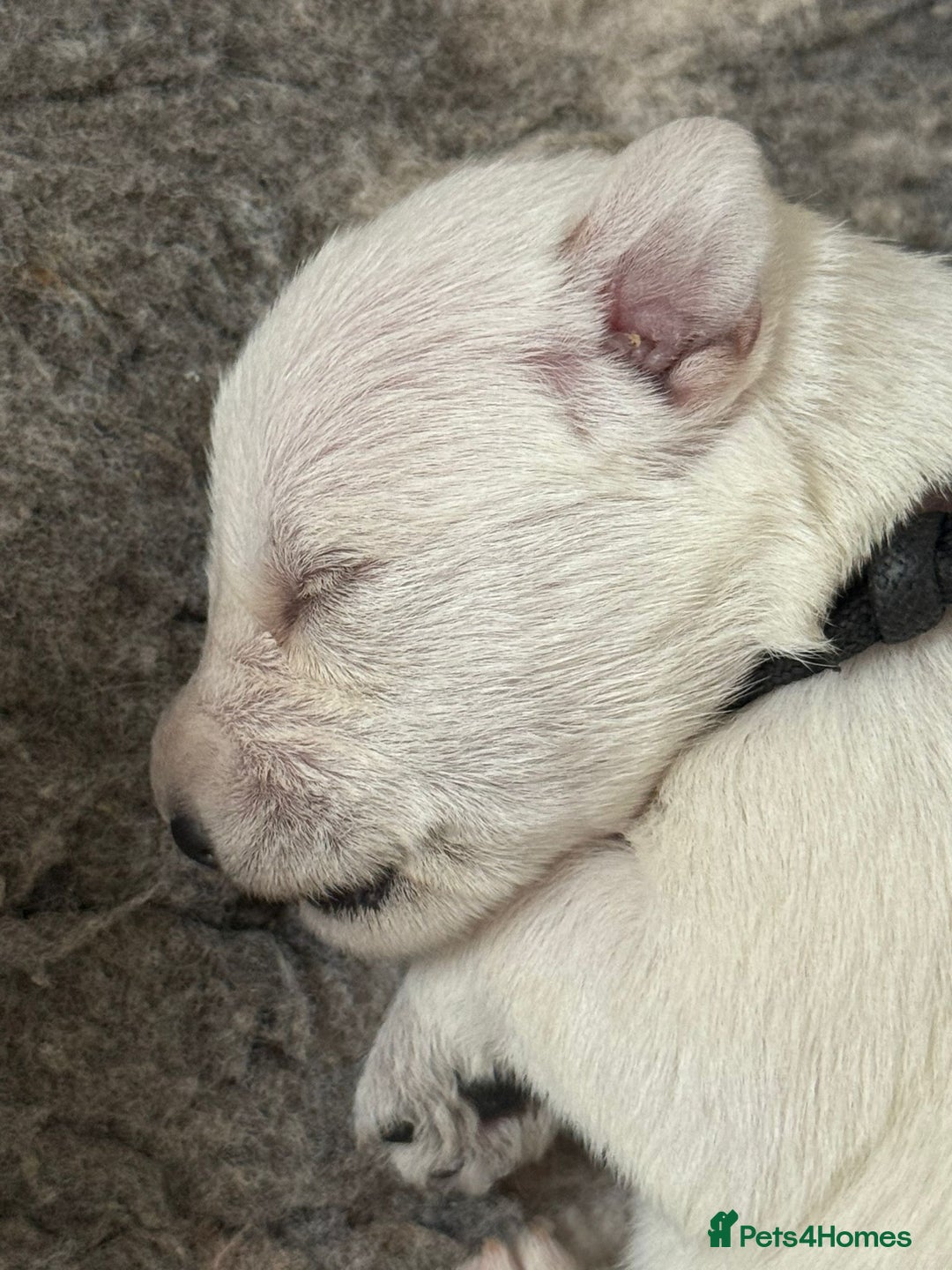 Miniature Schnauzer dogs for sale: 5*KC MINIATURE SCHNAUZER PUPPIES  - Image 4