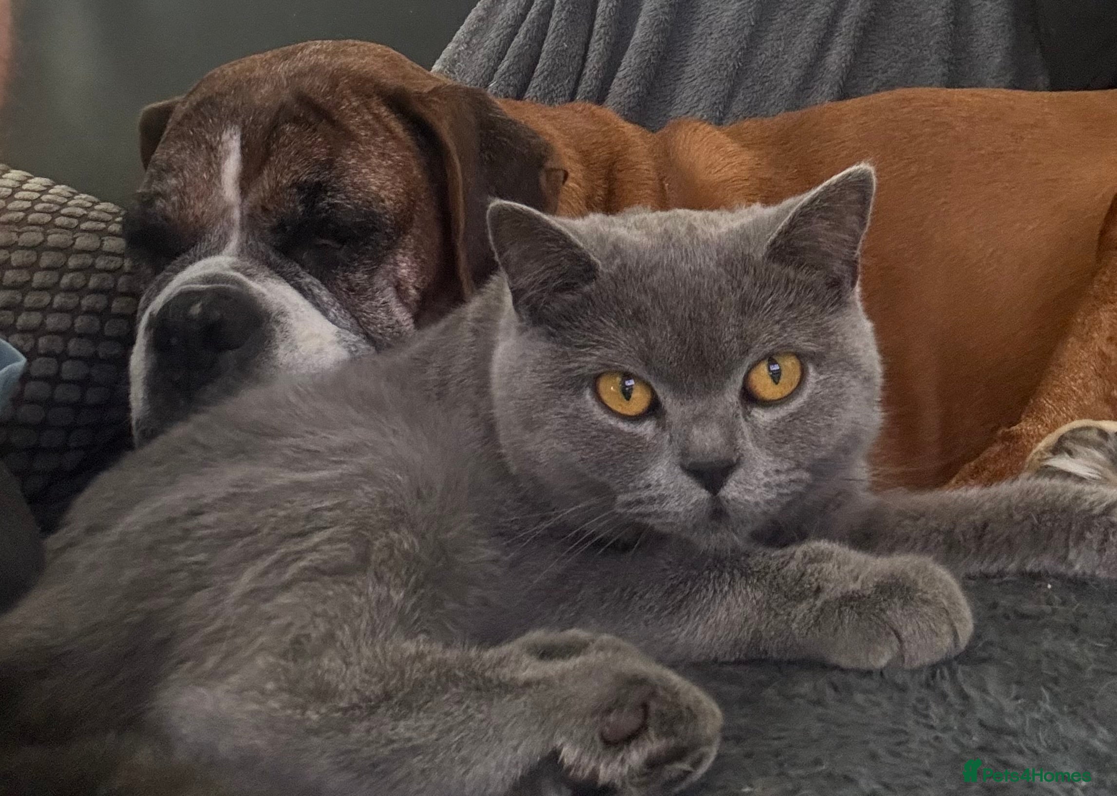 British Shorthair cats 6 beautiful playful BSH blue kittens - Advert 3