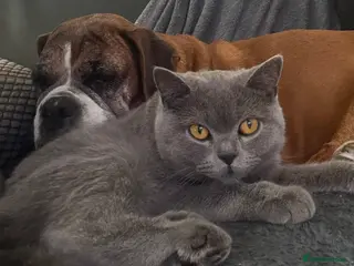 British Shorthair cats SOLD 6 beautiful playful champion BSH blue kittens - Advert 6