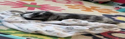 Mini Lop rabbits for sale: 8 month old lop - Advert 3