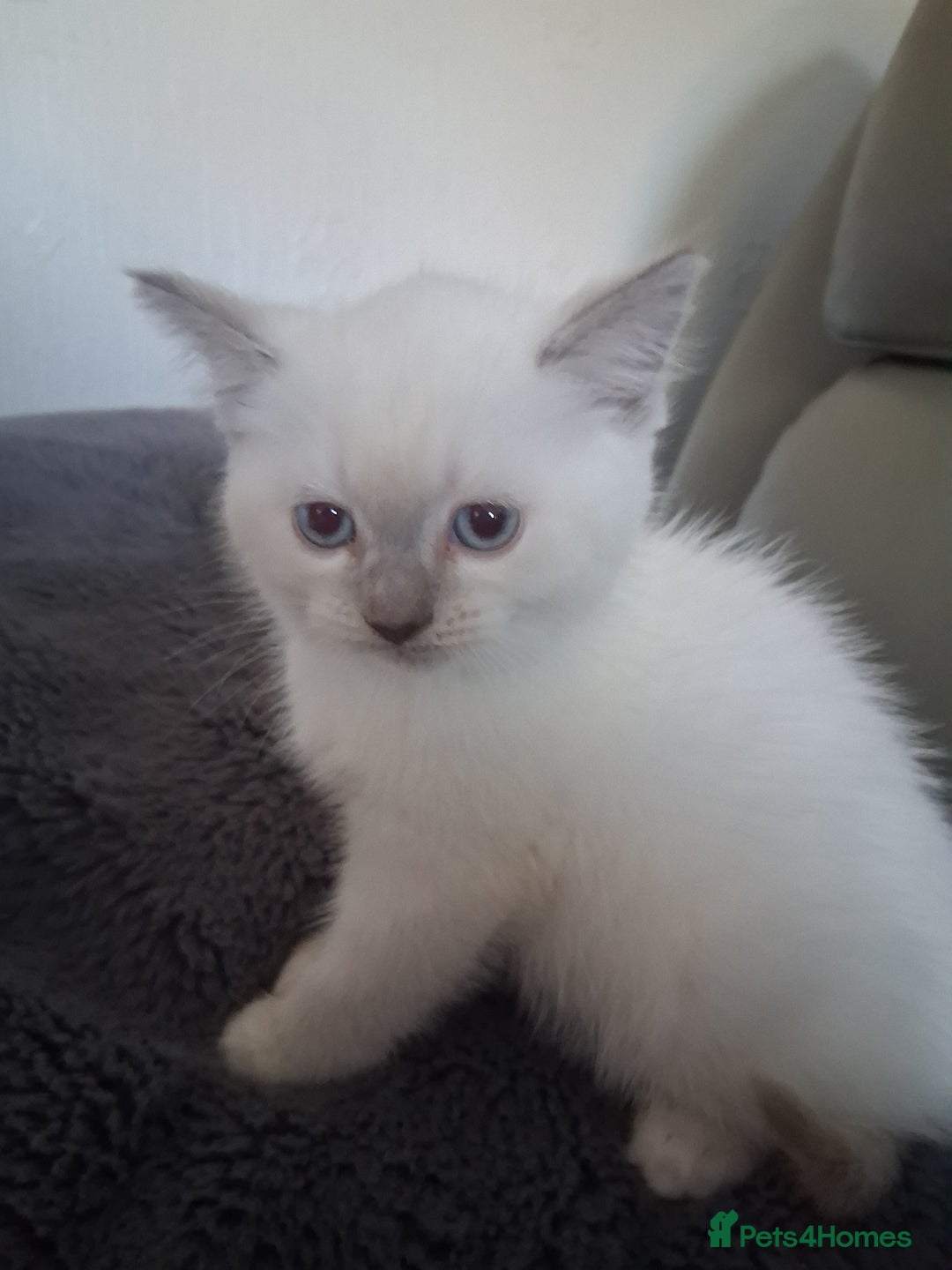 British Shorthair cats for sale: Adorable British short hair Kittens  - Image 15