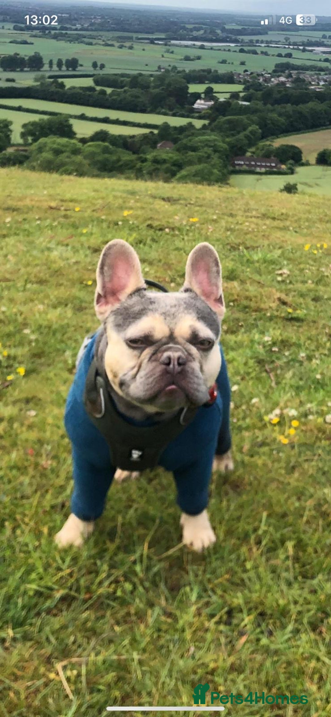 French Bulldog dogs for stud: RHUS SHRUB - Advert 6