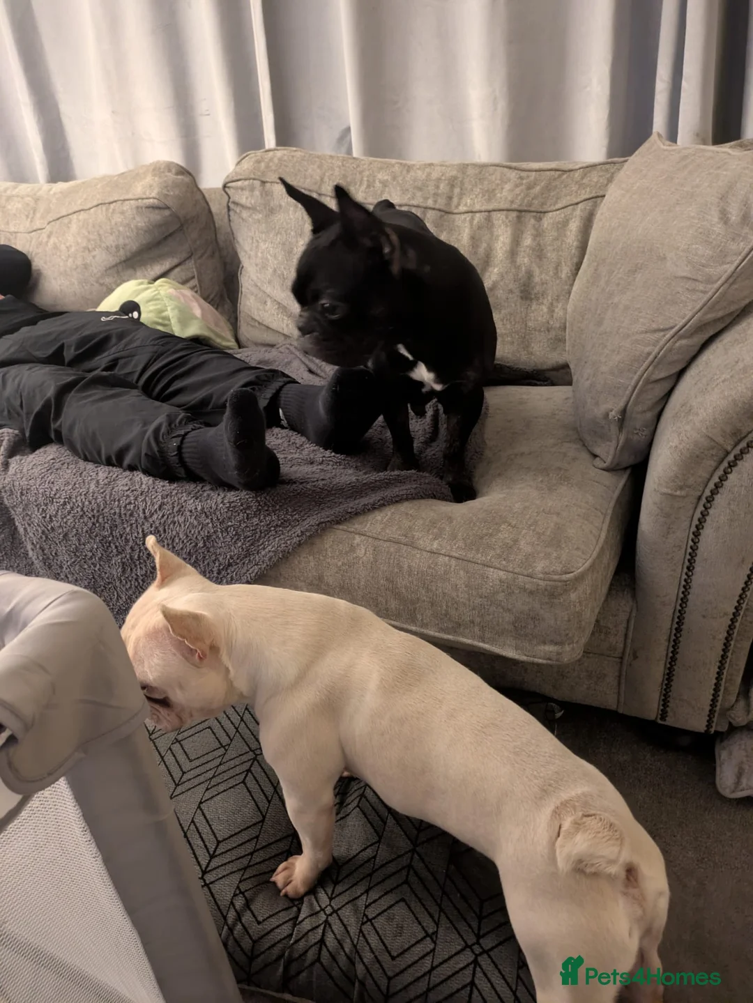 French Bulldog dogs for sale: REGGIE 9MTH OLD   - Advert 8