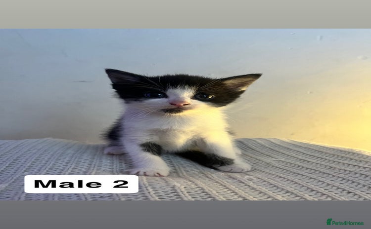 Mixed Breed cats - Advert 5