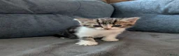 Mixed Breed cats for sale: Beautiful mix breed kittens - Advert 12