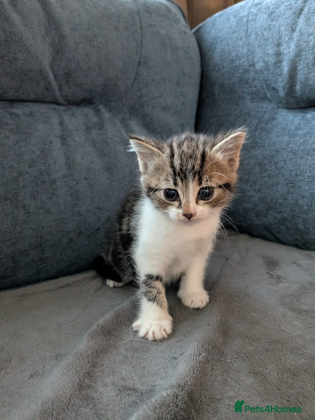 Mixed Breed cats for sale: Beautiful mix breed kittens - Advert 12