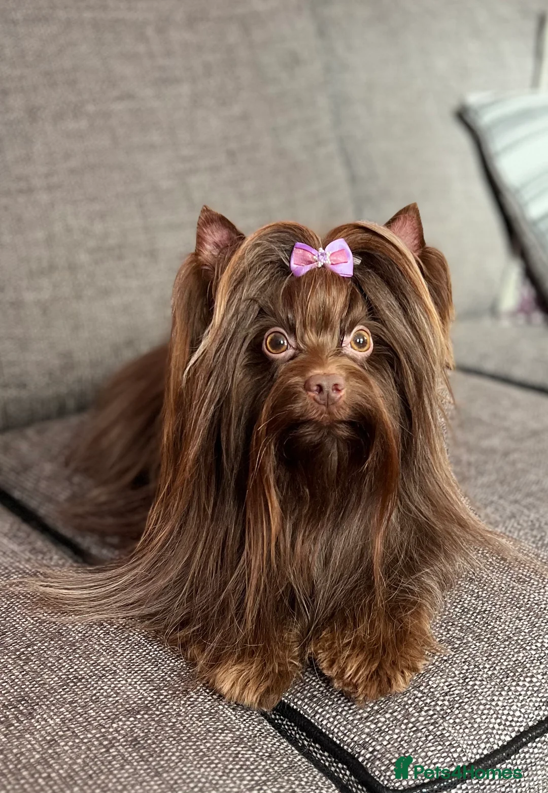 Yorkshire Terrier dogs for stud: DNA tested Tiny Biro and Choco Stud Boys   in Coventry - Advert 4