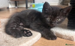 Maine Coon cats for sale:  Maine coon x BSH stunning kittens 😻 - Image 6