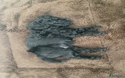 Cockapoo dogs for sale: Beautiful F1B Cockerpoos🐶 - Image 21