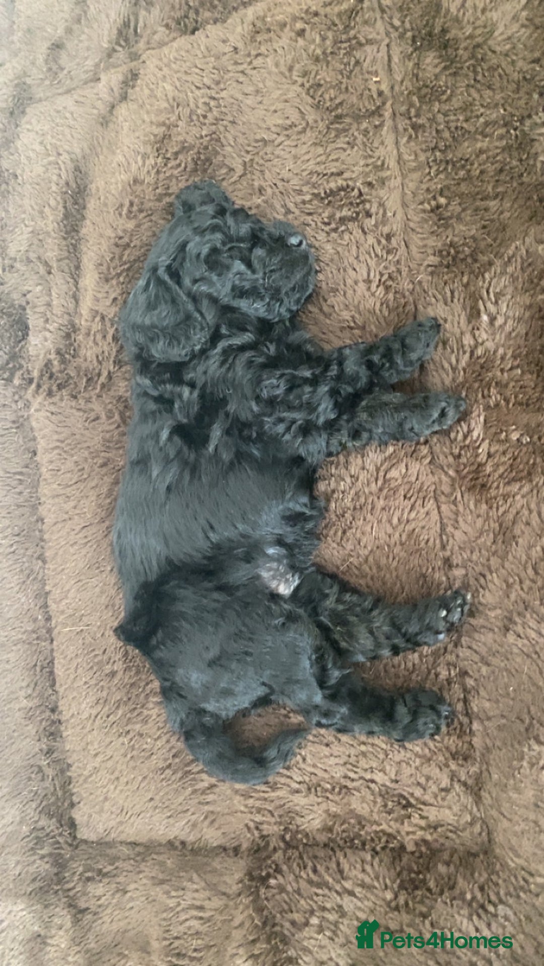Cockapoo dogs for sale: Beautiful F1B Cockerpoos🐶 - Image 21