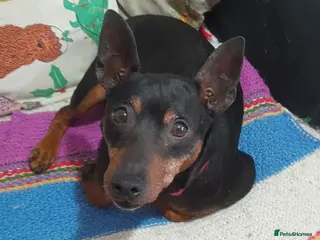 Mixed Breed dogs Benetton, a cuddlebug looking for his home - Advert 1