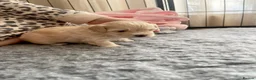 Maltipoo dogs for sale: Exceptional Korean Maltipoo Puppies - Advert 5
