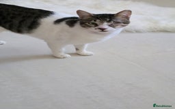 Mixed Breed cats for adoption: Muji - Affectionate and Chatty Boy - Image 5