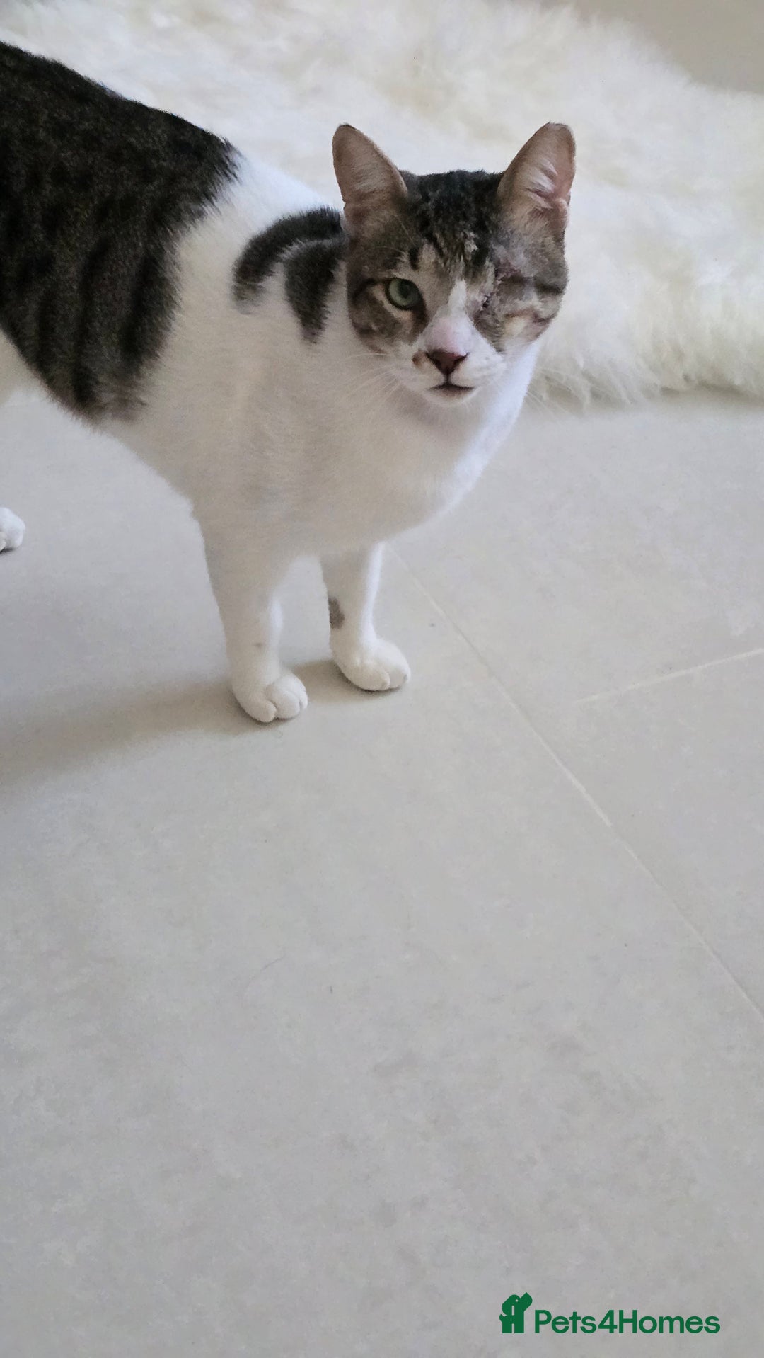 Mixed Breed cats for adoption: Muji - Affectionate and Chatty Boy - Image 5