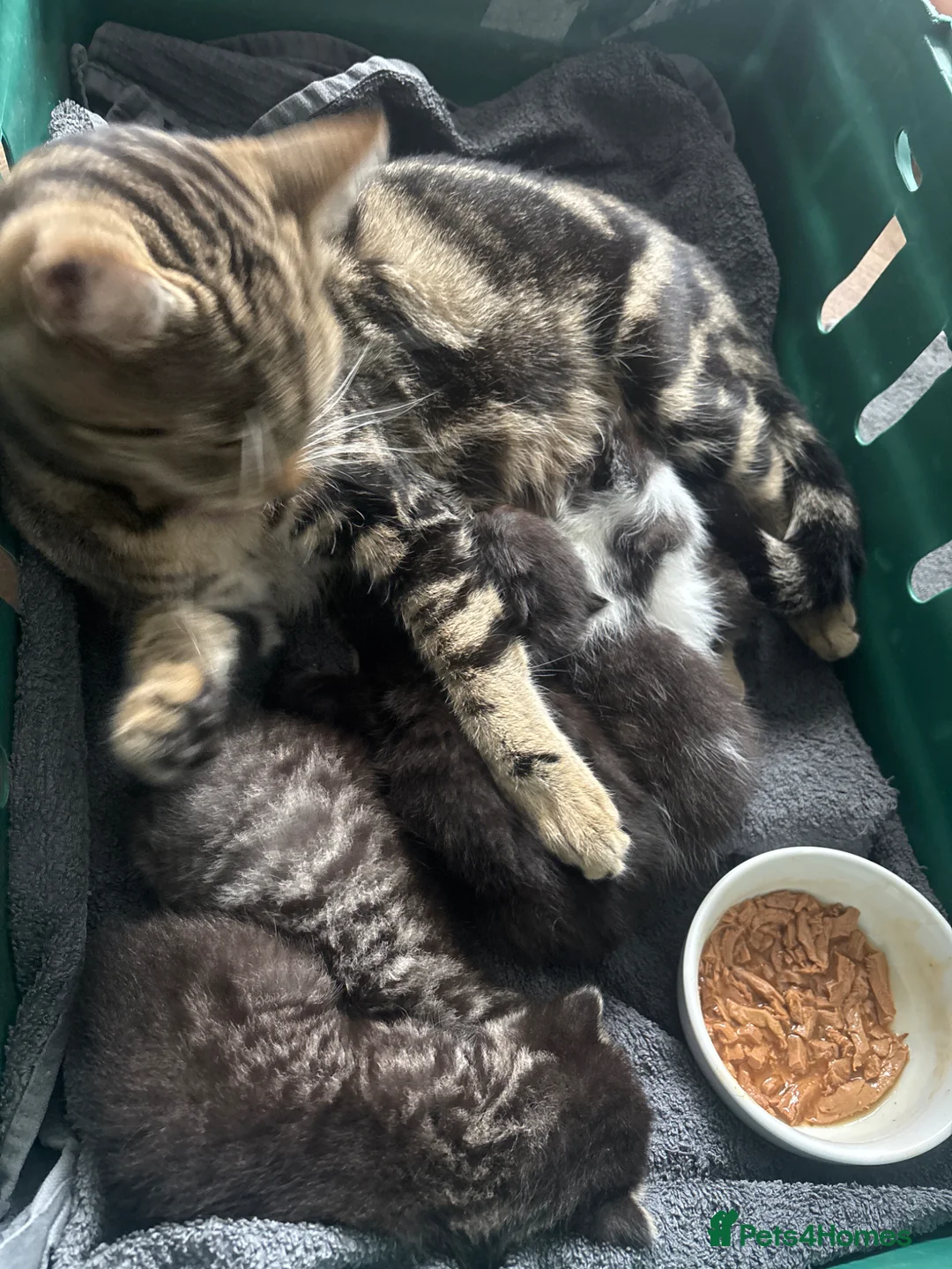 Mixed Breed cats for sale: Kittens ready to go to their forever home  in Maldon - Advert 2