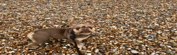 French Bulldog dogs for sale: Beautiful 3-year old French Bulldog  - Advert 4