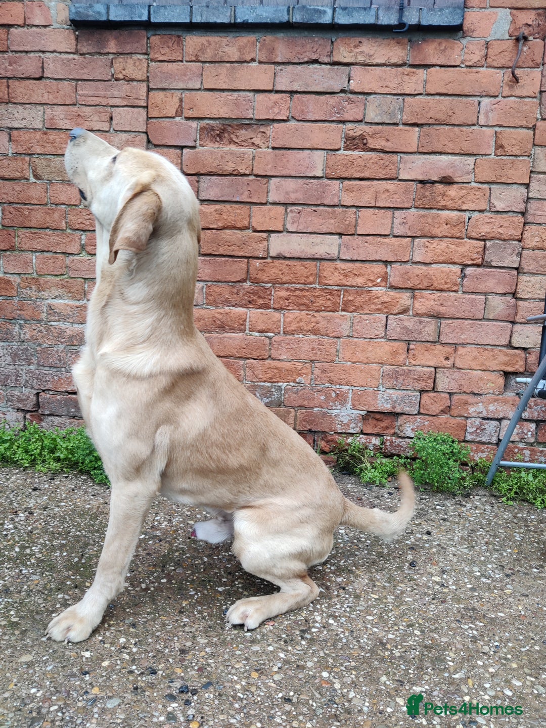 Labrador Retriever dogs for sale: Charming Male Labrador - Advert 4
