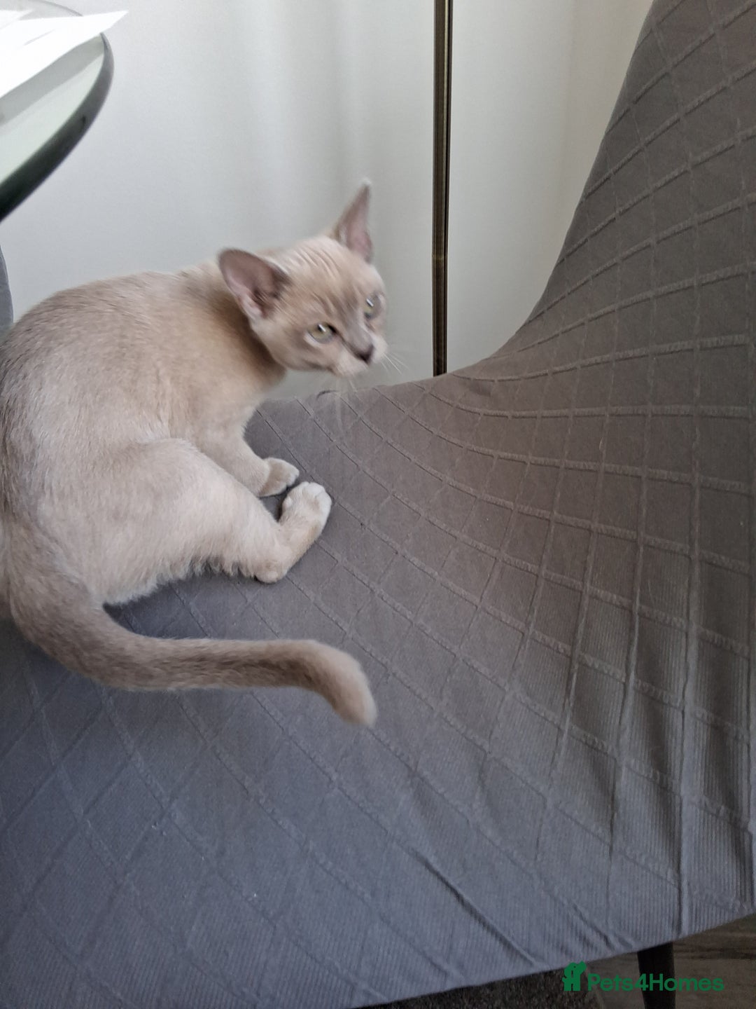Burmese cats for sale: Registered burmese kittens available.  - Image 10