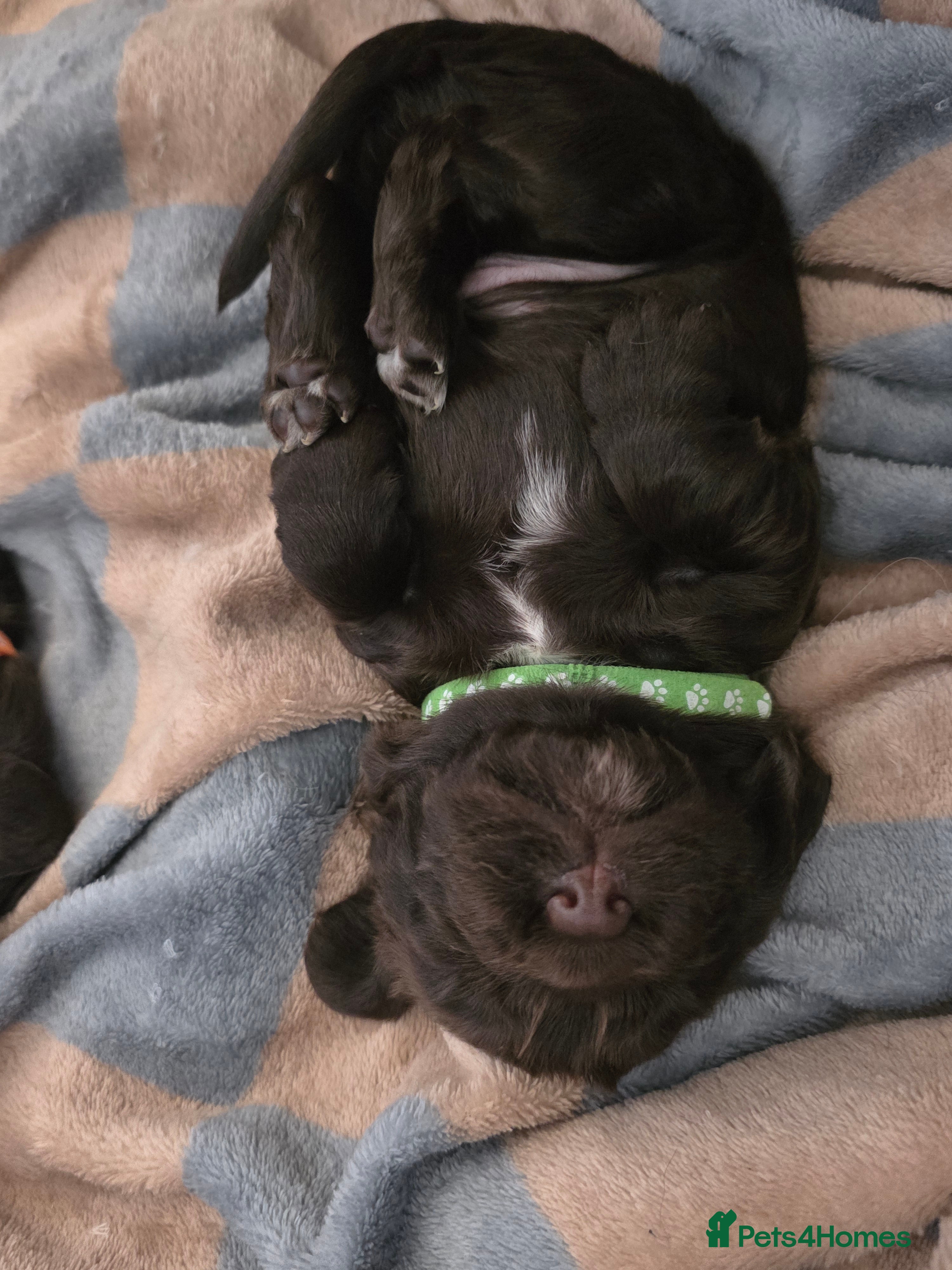 Cocker Spaniel dogs for sale: KC Reg Working Cocker Spaniel Pups ** 1 Boy Left** - Advert 37