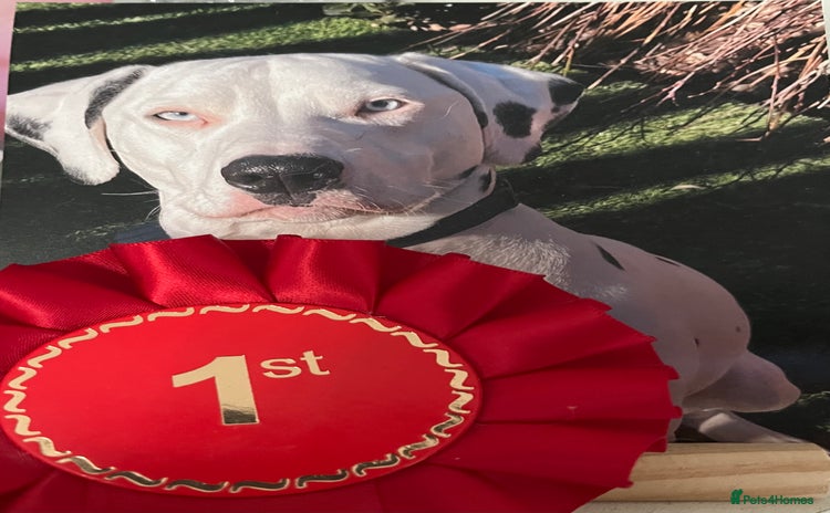 Dalmatian dogs Deaf blue eyed KC Dalmatian boy 21months - Advert 11