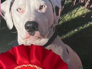 Dalmatian dogs Deaf blue eyed KC Dalmatian boy 21months - Advert 1