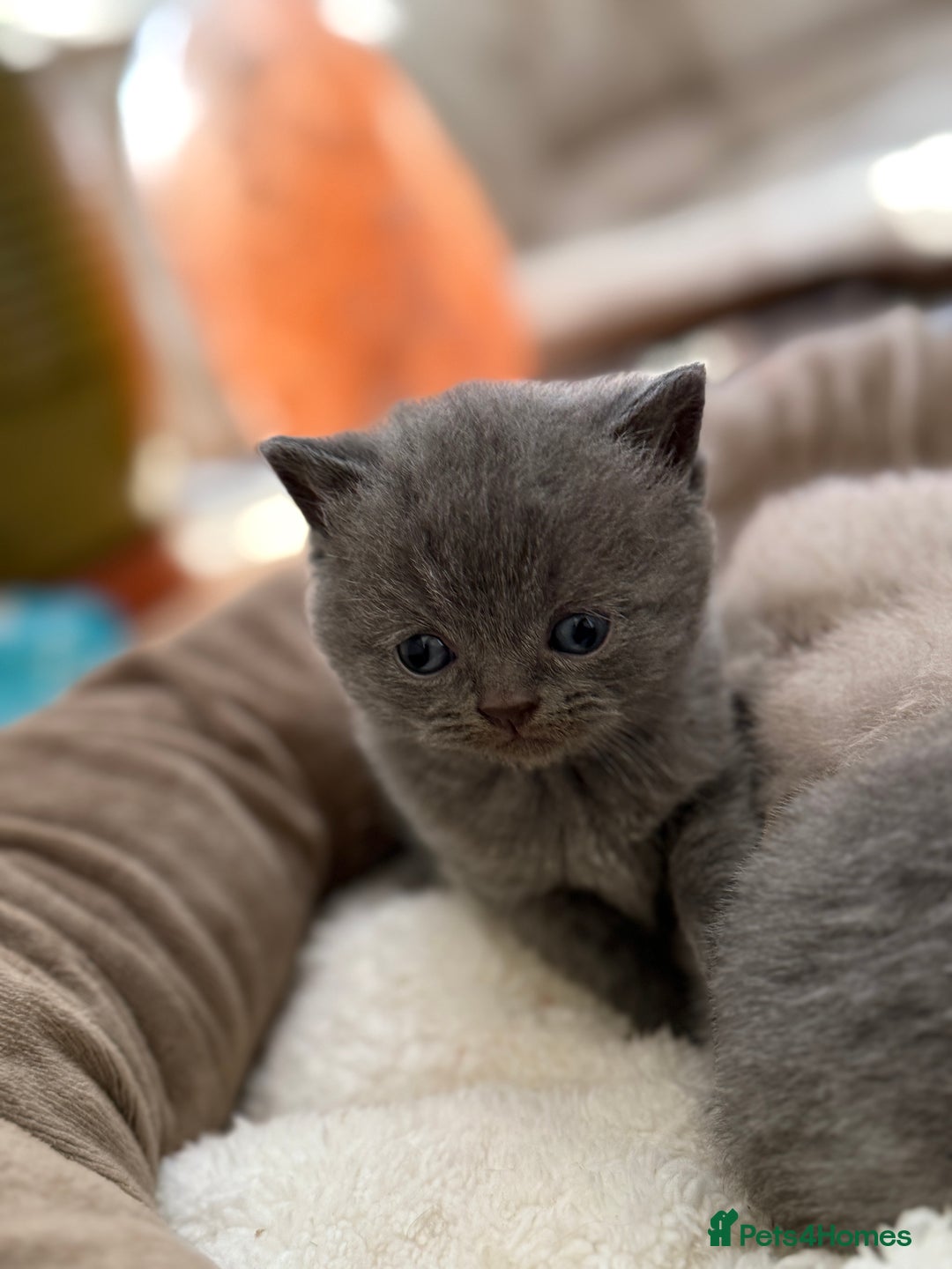 British Shorthair cats for sale: ONLY 4 LEFT! Lilac & Blue Teddyfluff BSH Babies  - Image 6