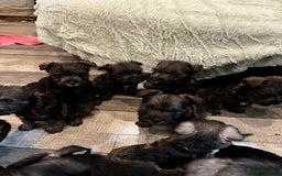 Miniature Schnauzer dogs for sale: Miniature Schnauzer Puppies  - Image 18